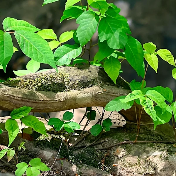 Poison Ivy Prevention and Treatment: When to Seek Immediate Care
