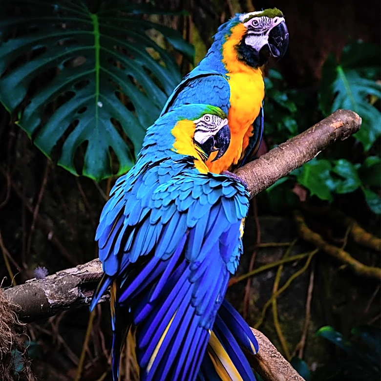 Understanding Egg Laying in Macaws: Insights for Bird Owners