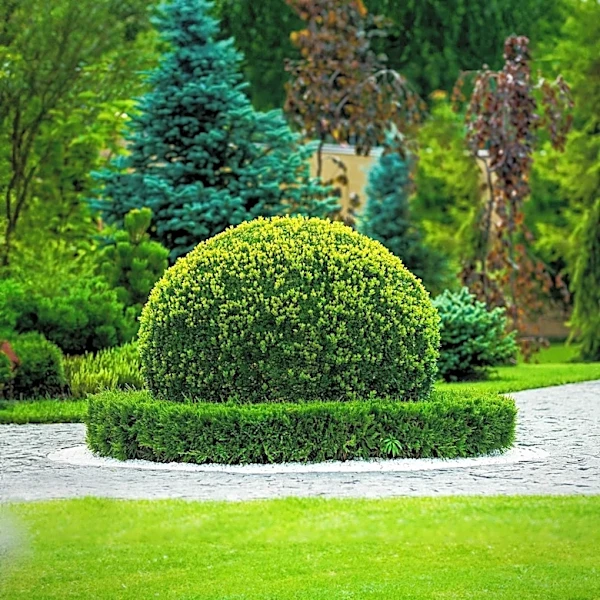 Pearlbush: A Forgotten Drought-Resistant Shrub Makes a Comeback