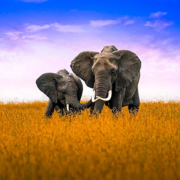 World Elephant Day Highlights Conservation Efforts and Ethical Concerns