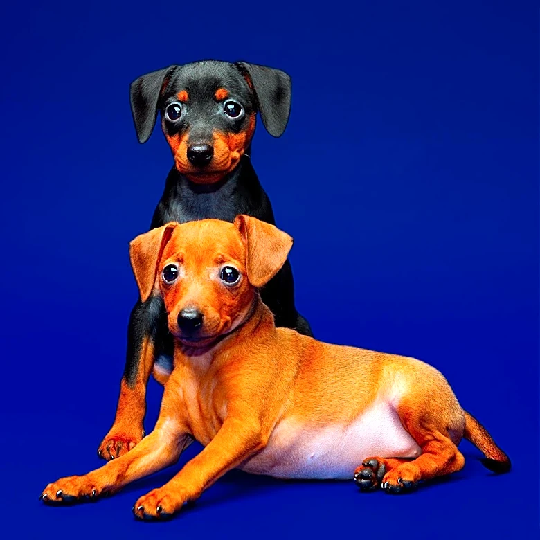 National Dog Day Highlights Shelter Challenges and Celebrations