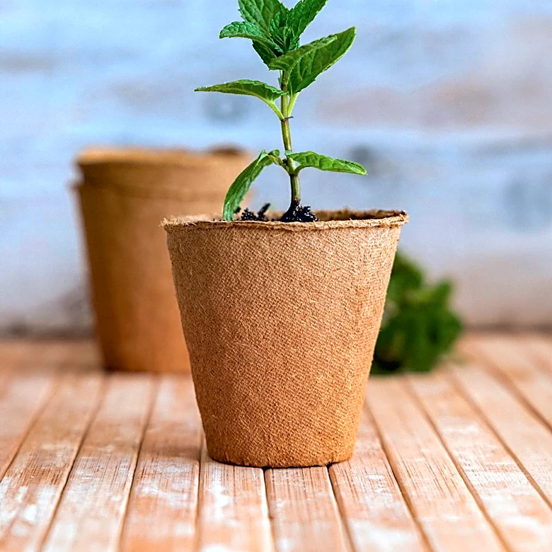 Biodegradable Plastics from Sugar Offer Alternative to Traditional Plastics