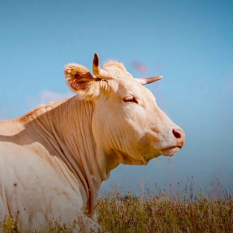 Livestock Identification Systems Market to Grow Due to Traceability Mandates