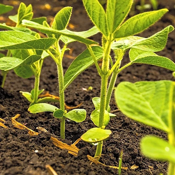 Bayer, Simplot, and Winfield United to Revamp Seed Distribution by 2027