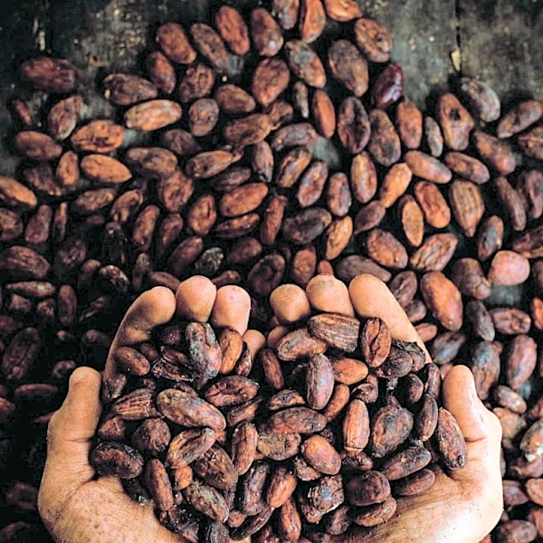 West African Cocoa Production Decline Drives Price Increase