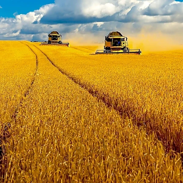 Wheat Market Shows Mixed Results Amidst Harvest Progress and Export Data