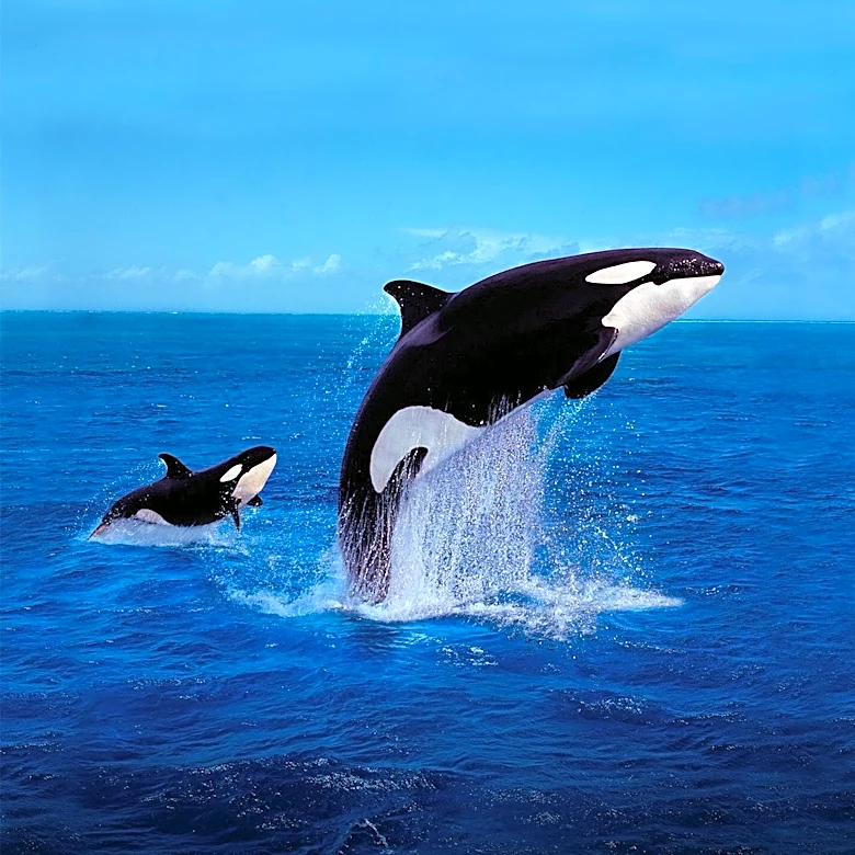 Composer Jim Nollman Releases 'Orcas' Greatest Hits' Featuring Unique Animal Collaborations
