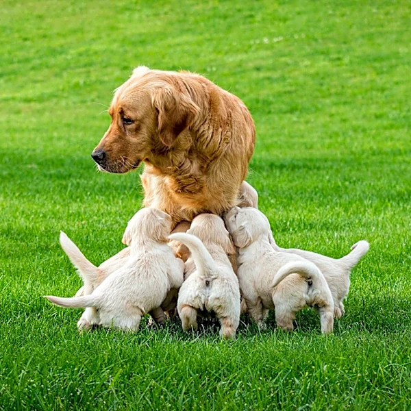 Golden Retrievers Provide Emotional Support to New Mom During Postpartum