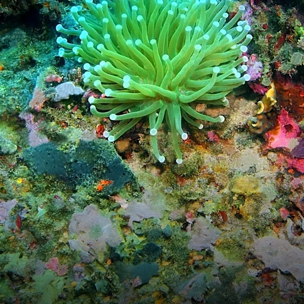 WWC Introduces New Bubble Anemone Morph for Aquaculture Enthusiasts