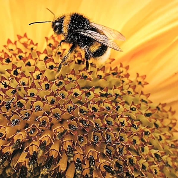 Bumble Changes Messaging Rules to Allow Any User to Send First Message