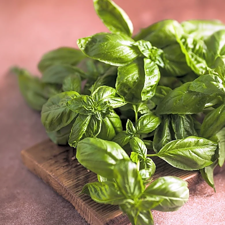 Basil's Health Benefits Supported by Medical Evidence, Not Myths