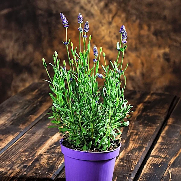 August Pruning Tips for Lavender to Ensure Healthy Growth