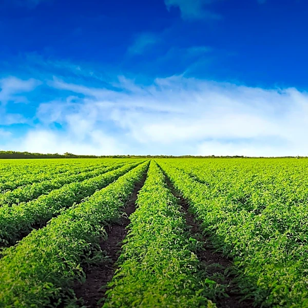 US Farmland Values Hit Record Highs Amid Slowing Growth