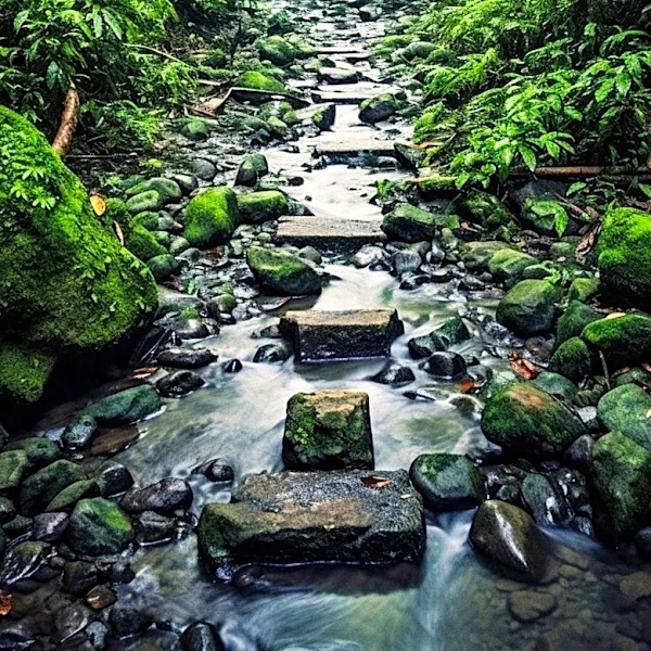 Japanese Practice of Shinrin-Yoku Promotes Health Benefits Through Forest Bathing