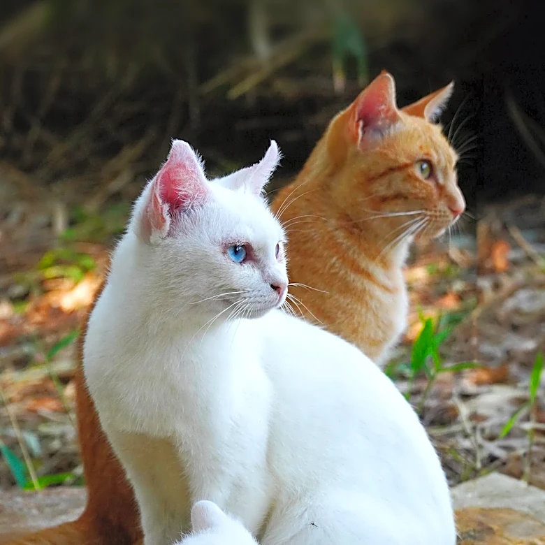 Mama Cat Ginger Snap Awaits Adoption After Raising Orphaned Kittens
