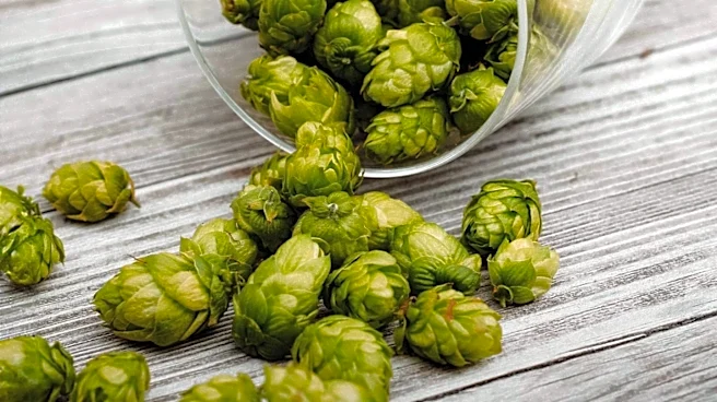 Non-Alcoholic Craft Beer Movement Drives Economic Shift in U.S. Breweries