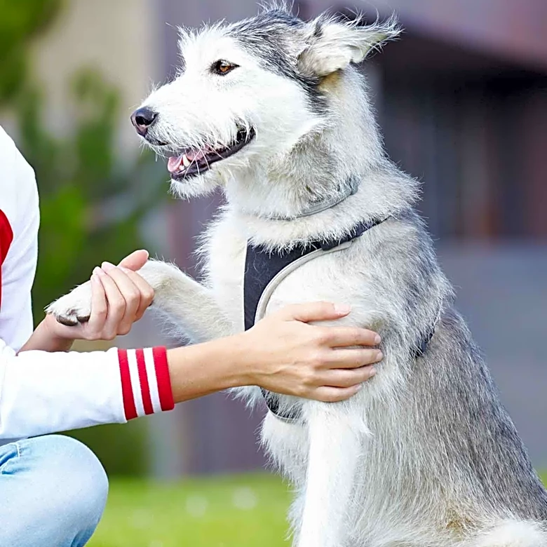 Study Reveals Dogs' Strong Response to Human Emotions, Highlighting Their Sensitivity