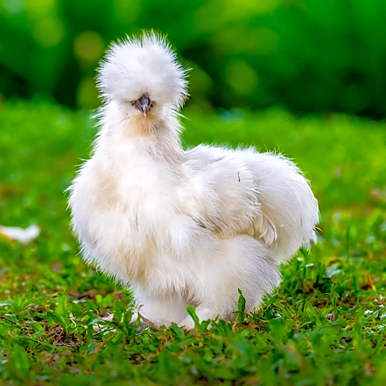 Tucson Silkie Chicken 'Banana' Becomes Local Legend with Dutch Bros Sticker