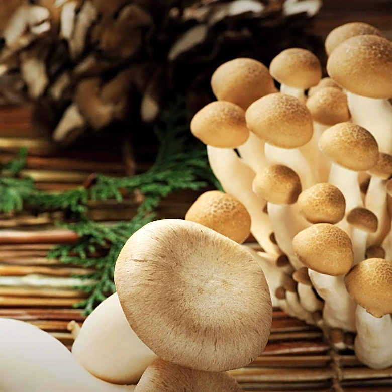 Adaptogenic Mushrooms Market Expands with Innovative Product Formats