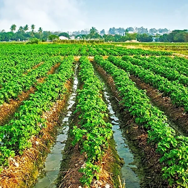 Land Levelers Market to Reach USD 2.47 Billion by 2036 Driven by Irrigation Modernization