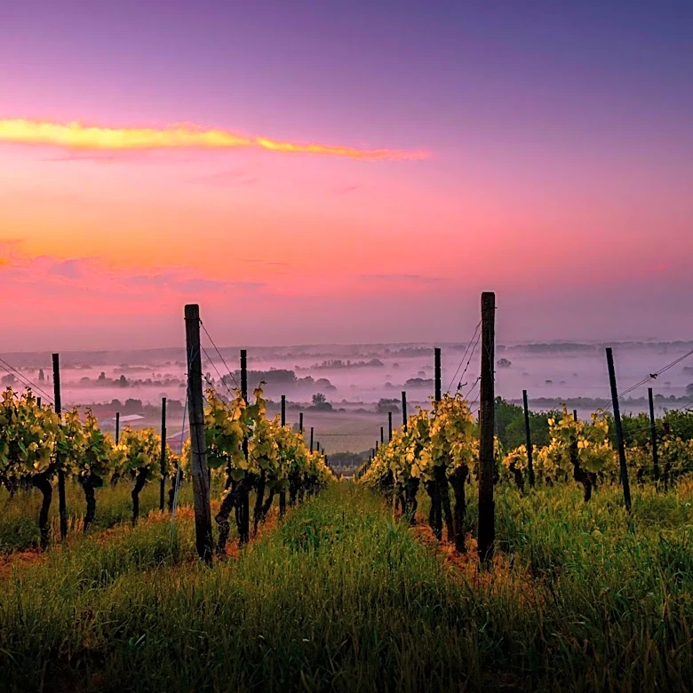 Northwest Wineries Face Challenges Amid Wildfire Smoke and Evacuations