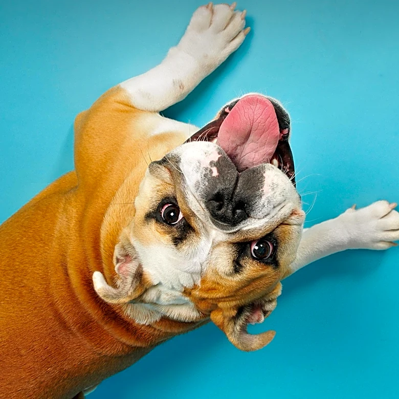 Mark Consuelos Jokes About Staying in Marriage for Love of Dog