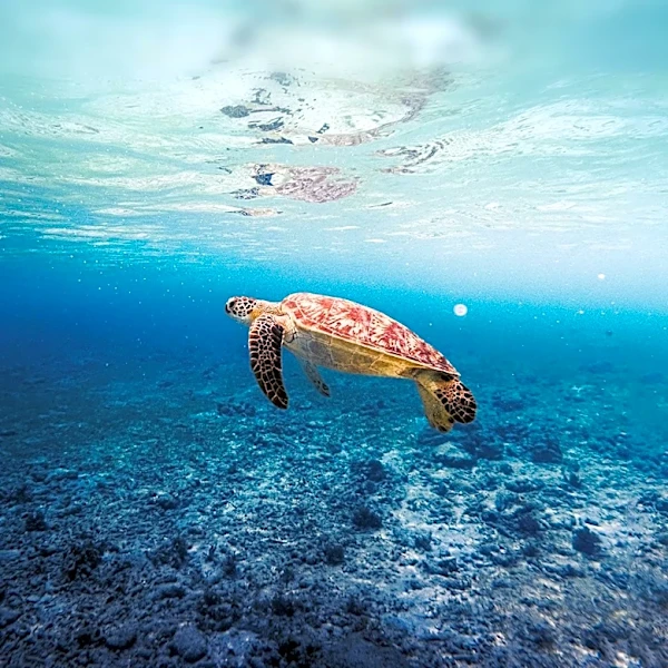 Laguna Bluebelt Photo Contest Highlights Ocean Beauty and Conservation