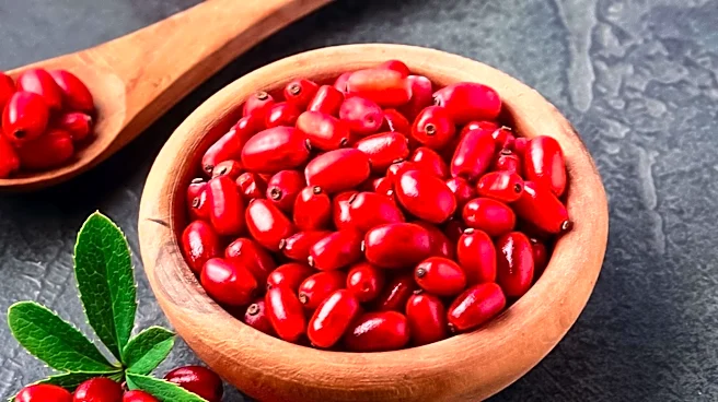 Berberine and Probiotics: A Synergistic Approach to Metabolic Health