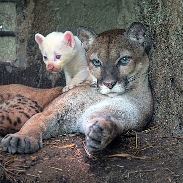 Wisconsin Sanctuary Offers Lifesaving Alternative for Overlooked Animals