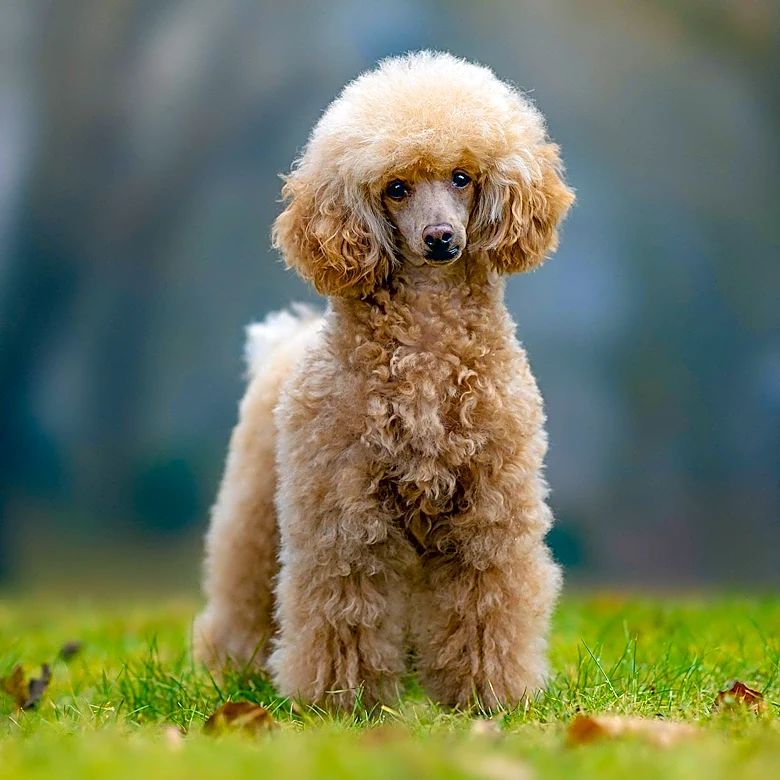 Julie Andrews and Daughter Release New Children's Book Inspired by Singing Poodle