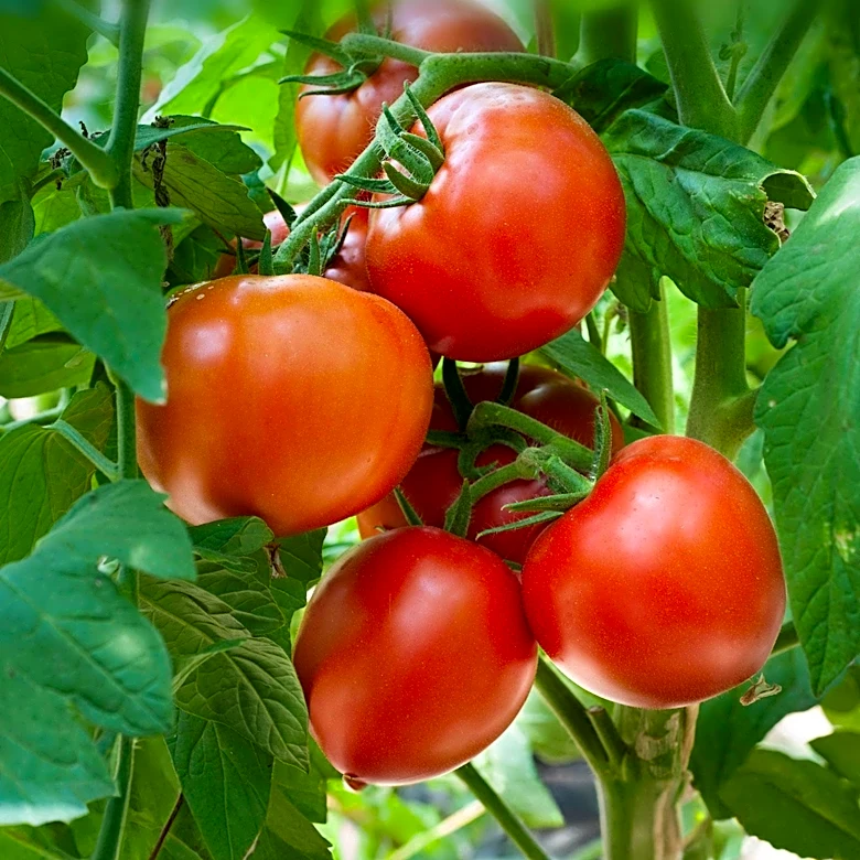 Pruning Technique Accelerates Tomato Ripening for Gardeners