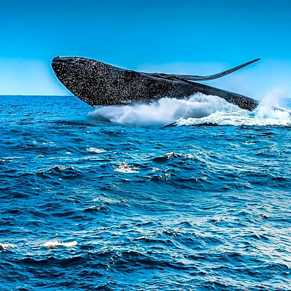 Hyannis Whale Watcher Cruises Offers Unique Marine Adventures on Cape Cod