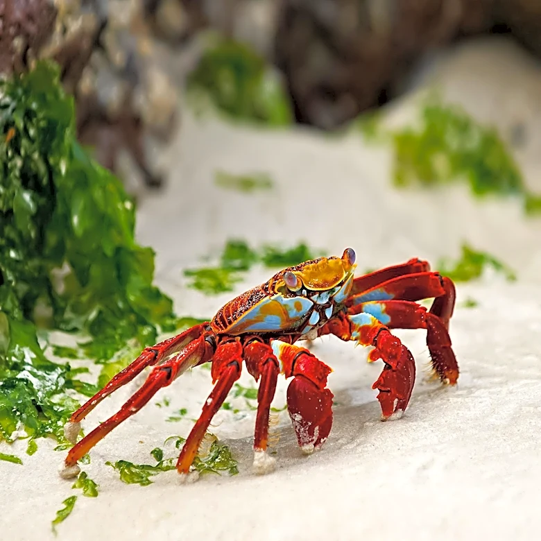 Study Finds Minimal Sensory Differences in Red King Crab Meat After Live Holding