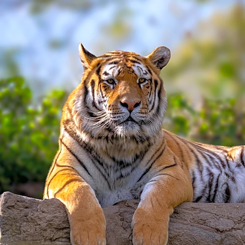 Tigers: The Majestic Apex Predators Facing Conservation Challenges