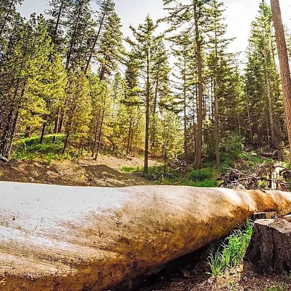 Ed Z'berg Sugar Pine Point State Park Offers Year-Round Outdoor Adventures in California