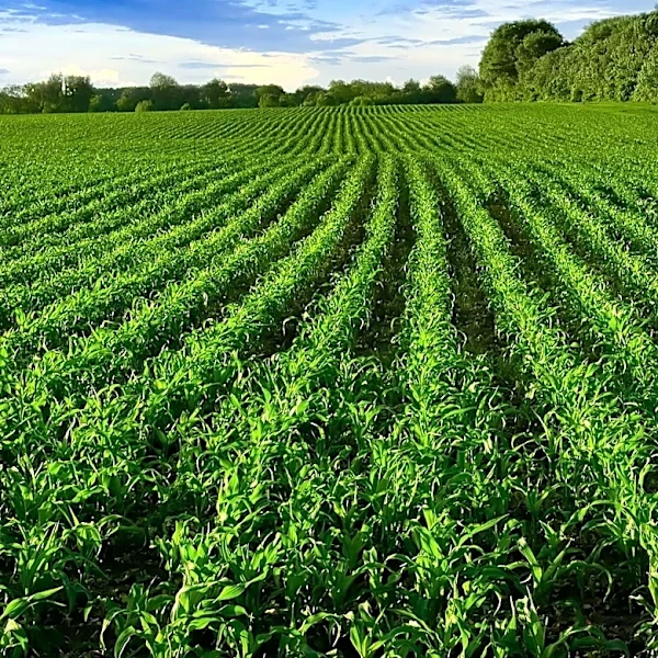 80 Acres Farms Closure Leads to Job Losses in Kentucky and Ohio