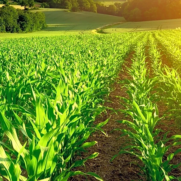 Corn Prices Surge as U.S. Yields Fall Short of Expectations