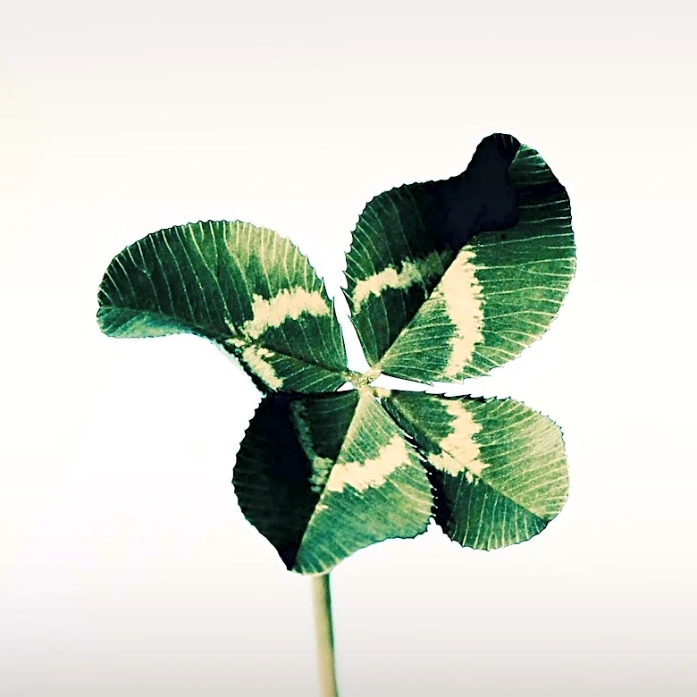 Clover Health Seeks Actuarial Analyst to Enhance Medicare Advantage Strategies