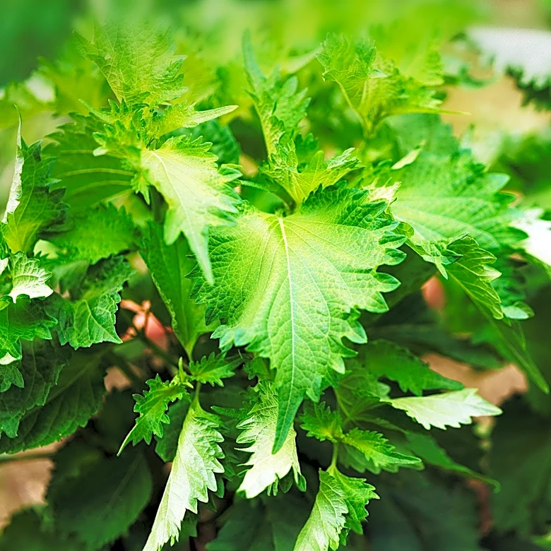 Garden Plants That Can Quickly Overrun Your Space