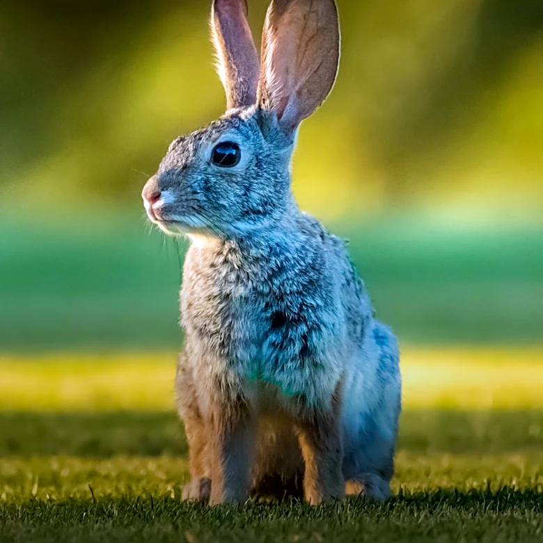 AI Code Review Platform CodeRabbit Secures $1.5 Billion Valuation in New Funding Round