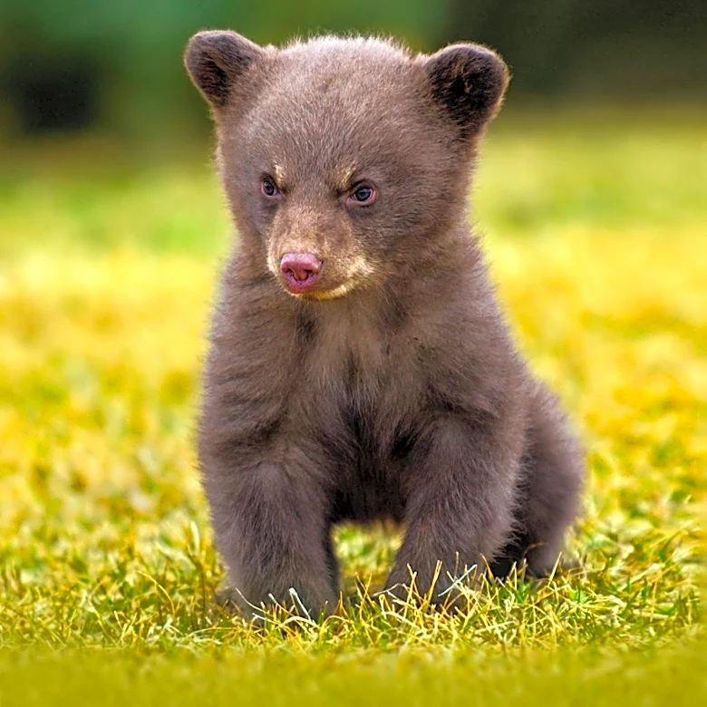 Katmai Bear Cub Spotted with Porcupine Quills in Alaska