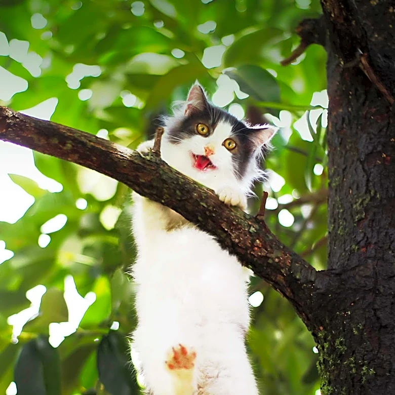 Amazing Acro-Cats Tour Supports Cat Rescue Efforts