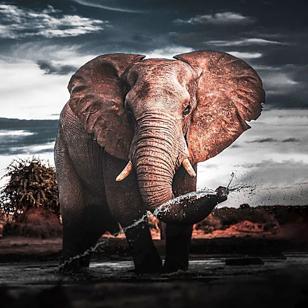 M.J. Bassett Directs 'Endangered Species' Highlighting Survival in Kruger National Park