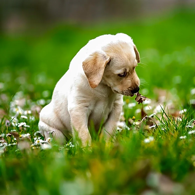 Driver Rescues Eight Abandoned Puppies in Texas, Highlighting Importance of Animal Rescue