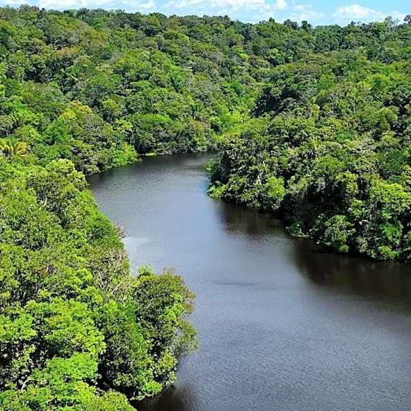 John Easterling's Legacy in Amazonian Conservation and Herbal Business