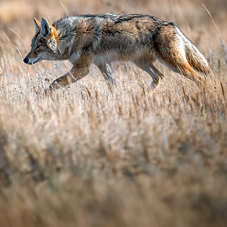 Coyote vs. Acme Film Revived by Ketchup Entertainment