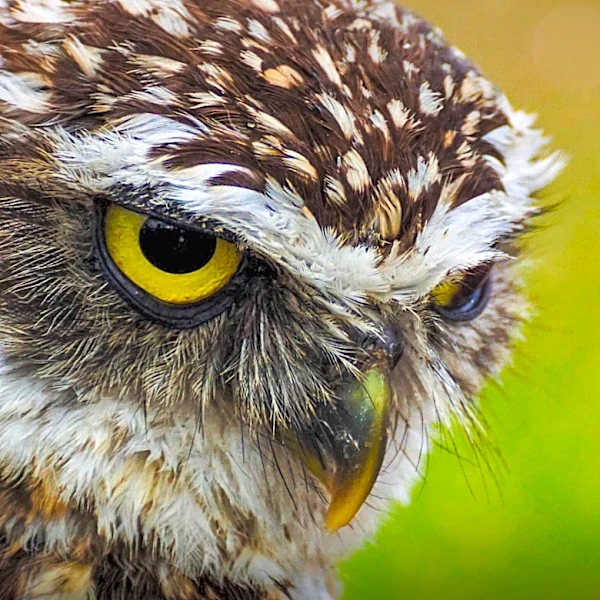 Pet Names HQ Explores Elegant Owl Names for Pets and Characters