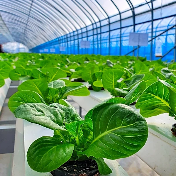 Revol Greens Faces Potential Closure of Minnesota and Texas Greenhouses