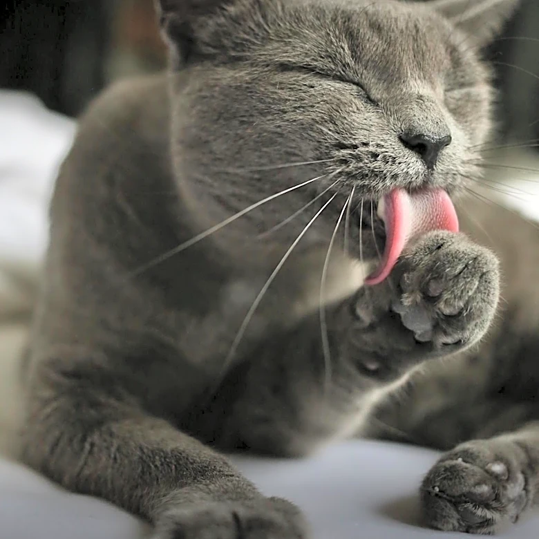 Study Highlights Misinterpretation of Cat Behavior in Online Videos