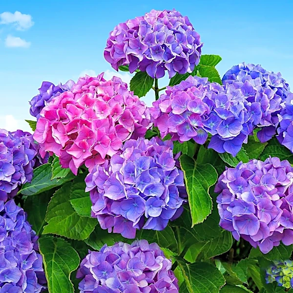Panicle Hydrangeas: The Ideal Shrub for Year-Round Garden Beauty